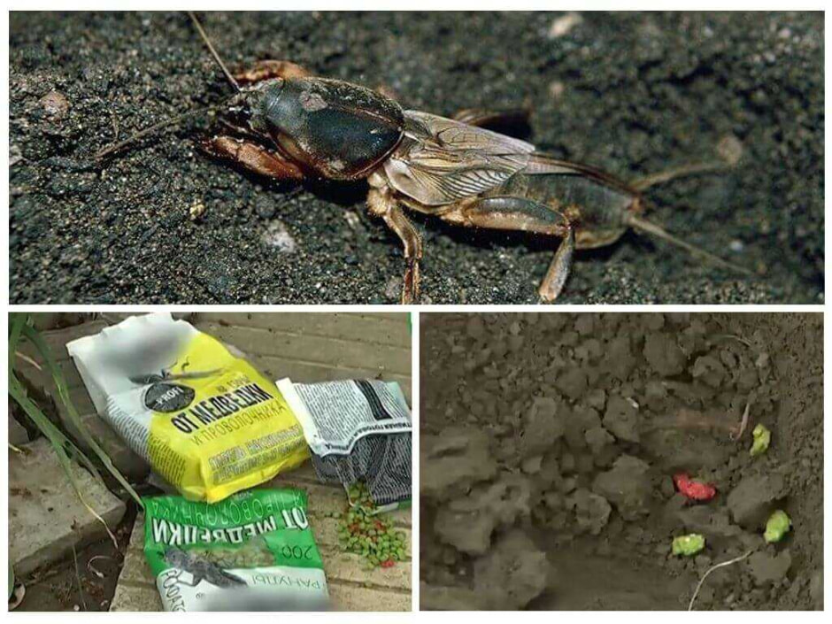 сад-огород2.jpg сад-огород2.jpg