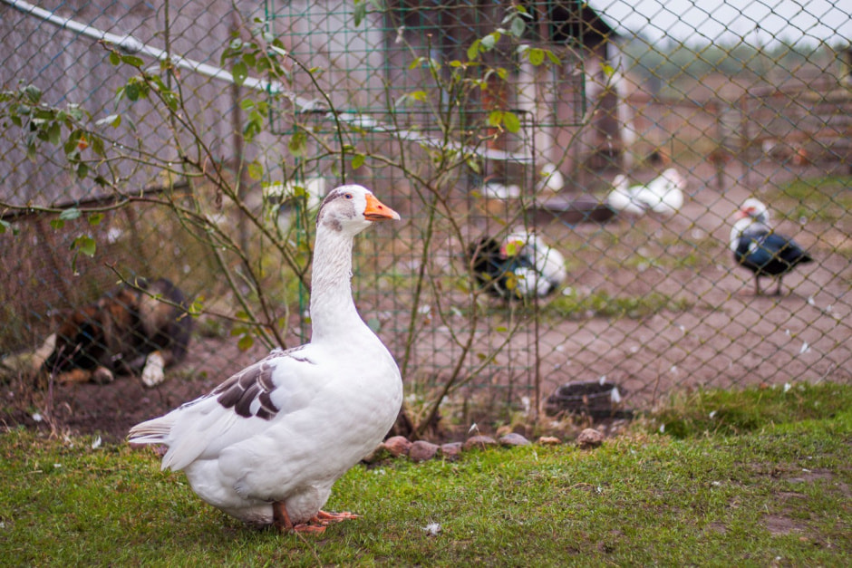 Агроусадьба Букашкин дом 26.jpg