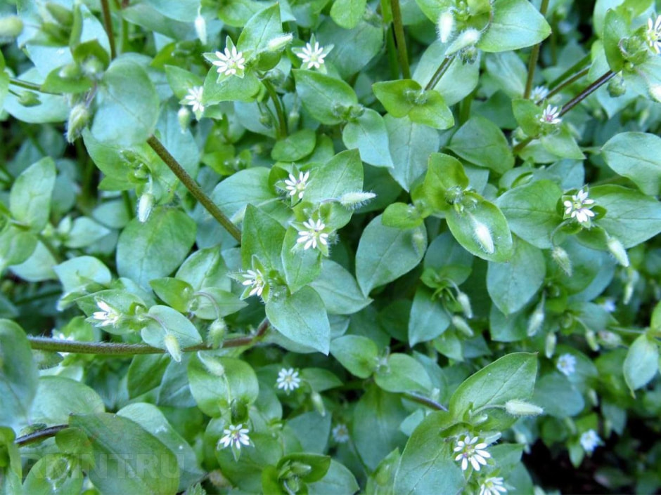 Первоцветы 9_Мокрица.jpg