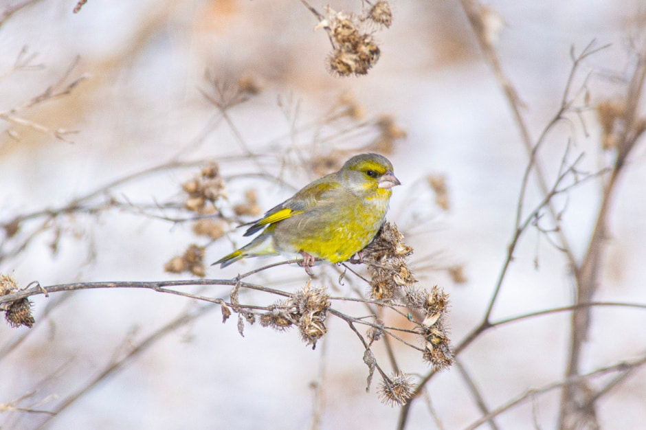 10 фактов о птицах 10_Зеленушка.jpg