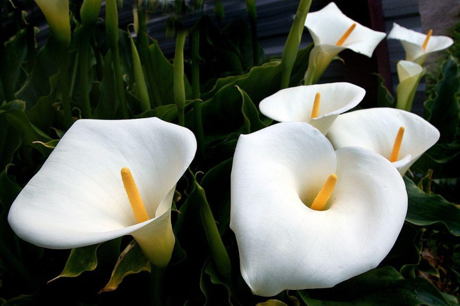 Калла просыпается в темноте: надо ли ее проращивать перед посадкой?