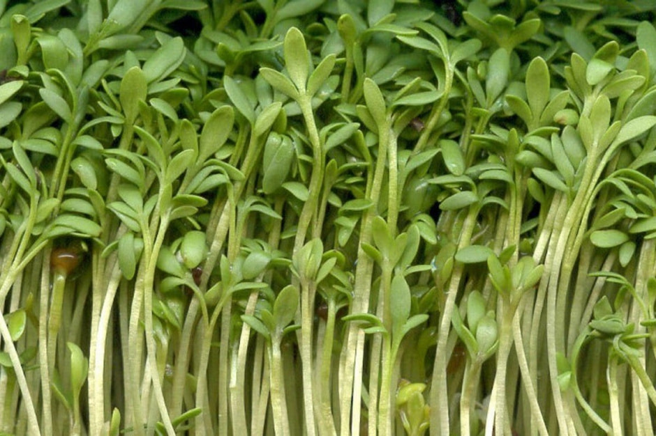 Подзимние посевы 2.jpg