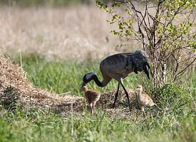 “Десятилетиями мечтал прикормить журавля”. Как фотограф дикой природы сумел расположить к себе пернатого?