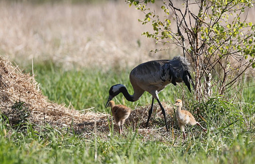 “Десятилетиями мечтал прикормить журавля”. Как фотограф дикой природы сумел расположить к себе пернатого?