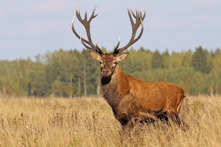 Благородный олень 2.jpg