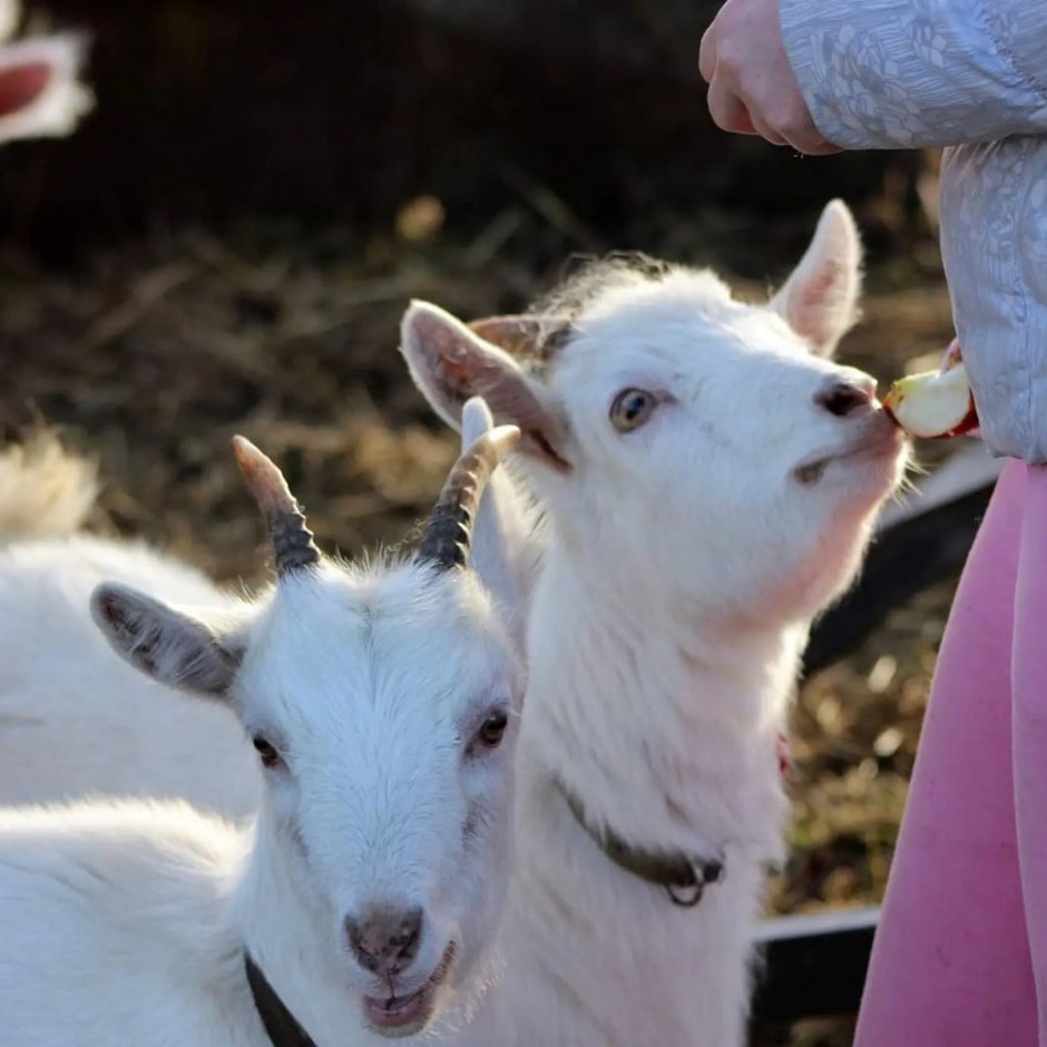 Спасение животных проект Земляне 10.jpg