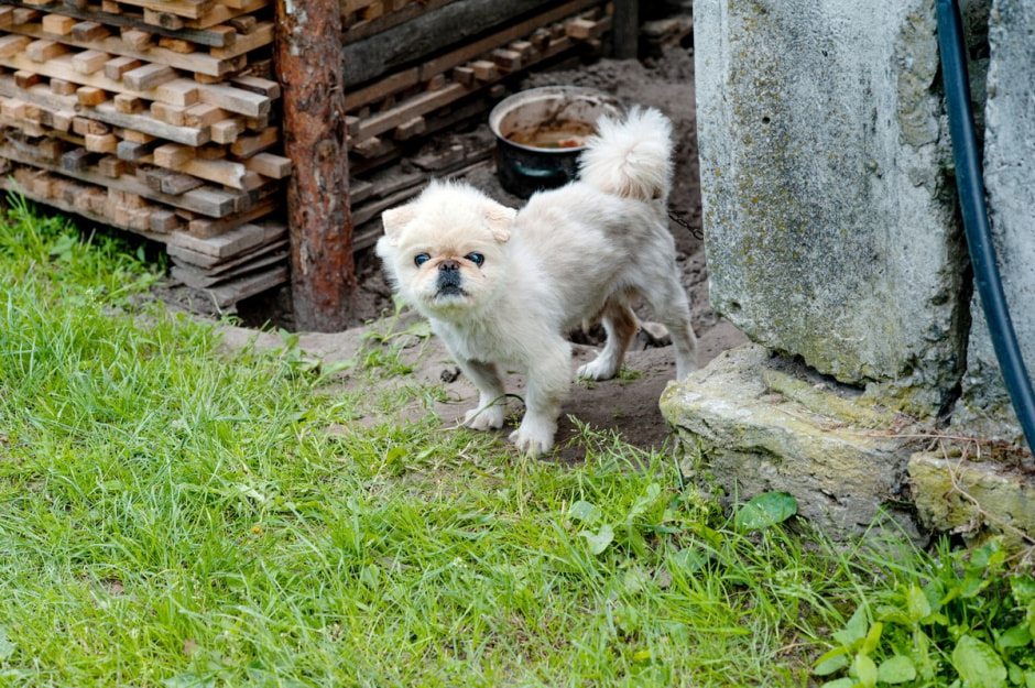 Семья Лой 20 лет выращивает огурцы и помидоры 4.jpg