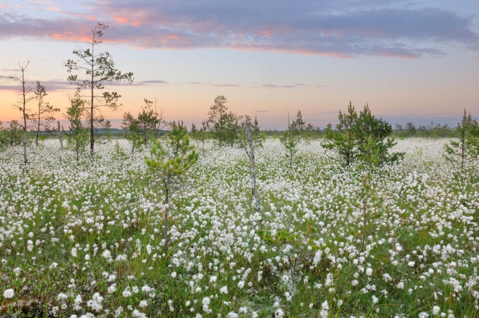 11-Пушица на верховом болоте Березинского заповедника.jpg