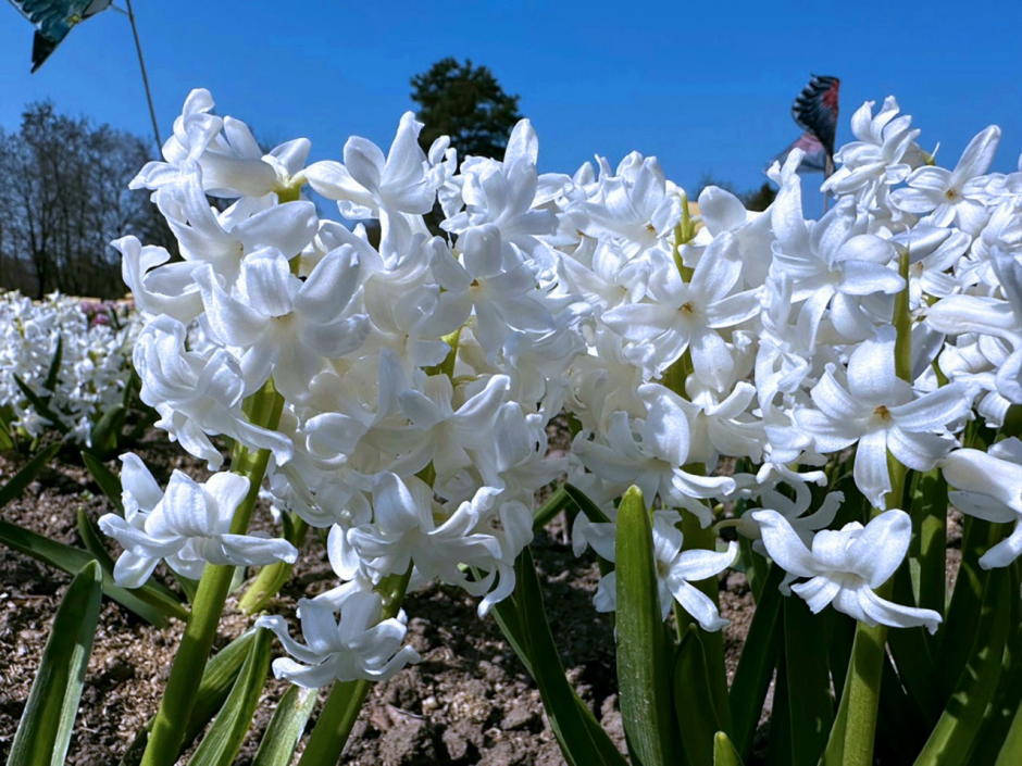 Прогулка по Ботаническому саду 22.png