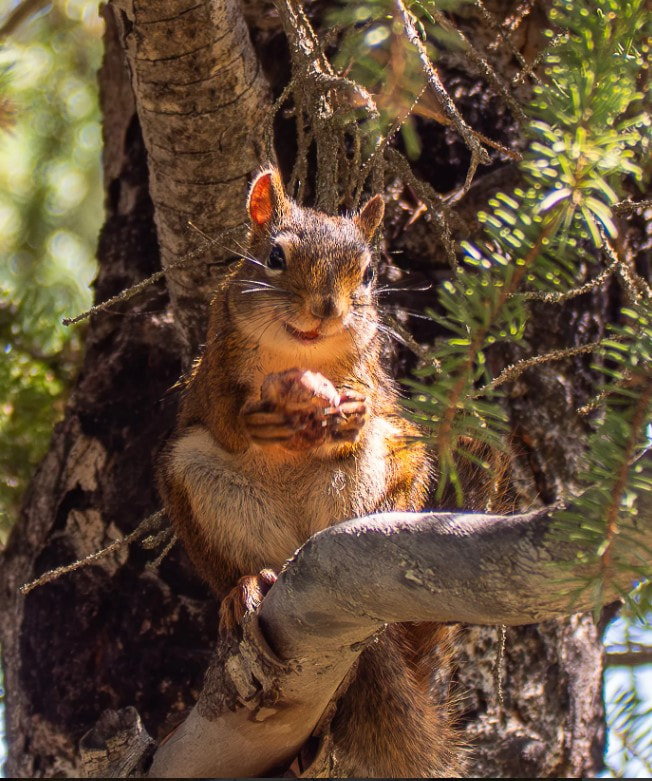 Счастливая белка.jpg