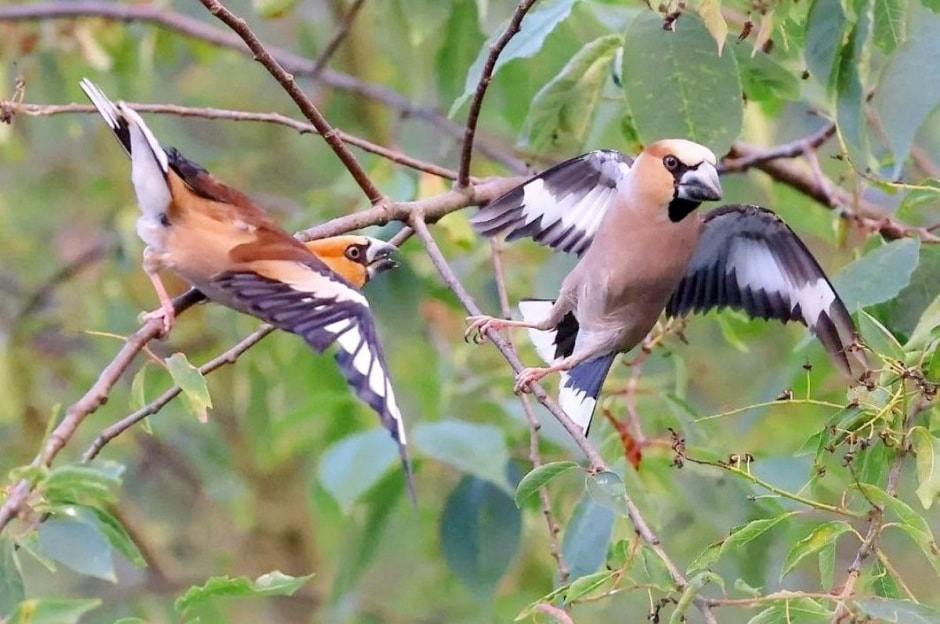 Зимние птицы в городе 6_Дубоносы.jpg