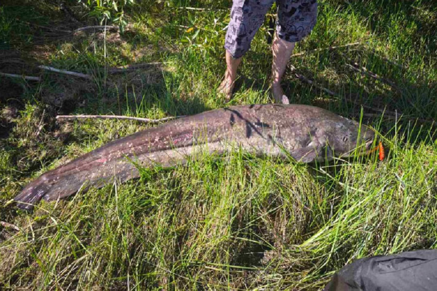 Сом на Припяти 1.jpg