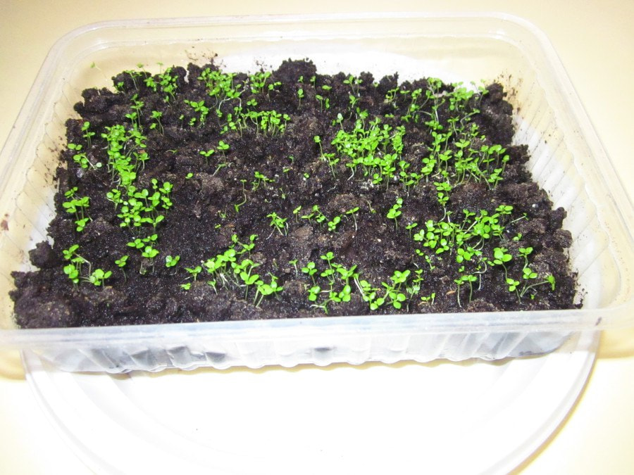 бегония 7.jpg