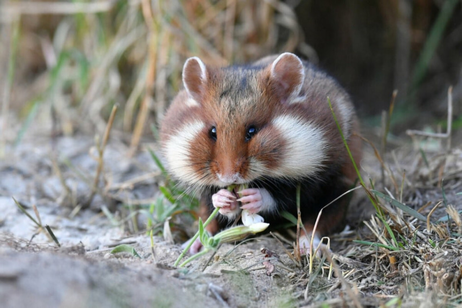 Факты про обыкновенного хомяка 2.jpg