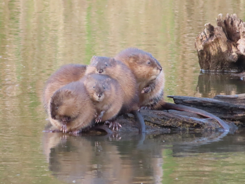 Ондатры 13.jpeg