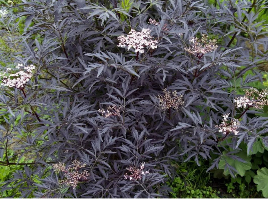 кустарник 1.jpg