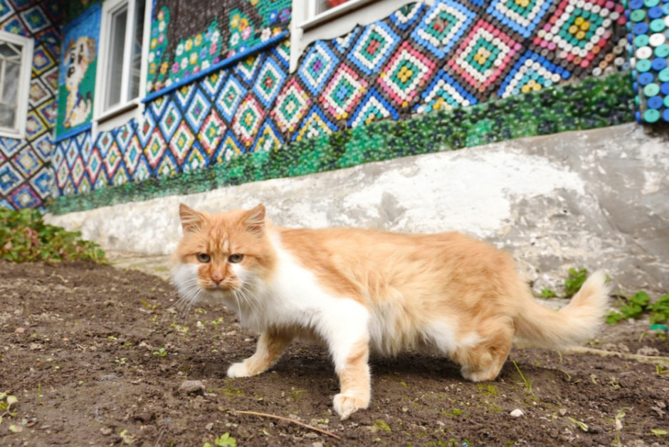 Дом обитый пластиковыми крышками 2.jpg