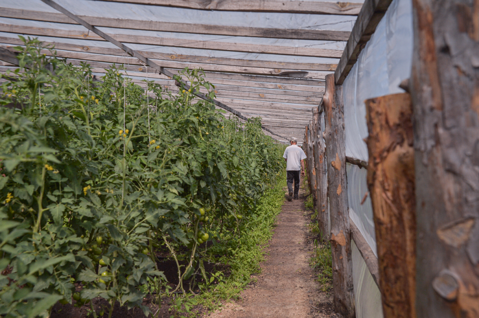 Две семьи выращивают огурцы и клубнику 14.png
