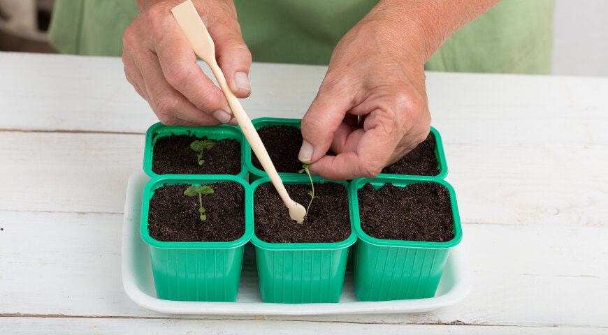 рассада 3.jpg