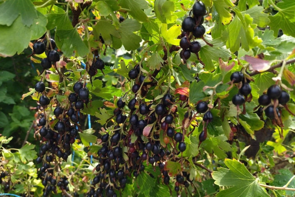 Экзоты на белорусской даче 8_йошта.jpg