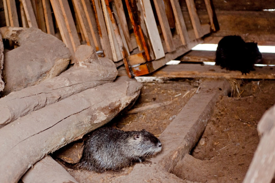 Хутор Замошье 17.jpg