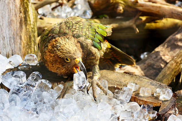 прага зоопарк попугай2.png