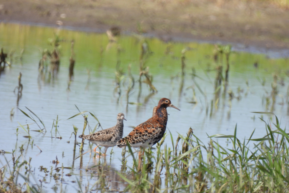 Турухтаны 12.png