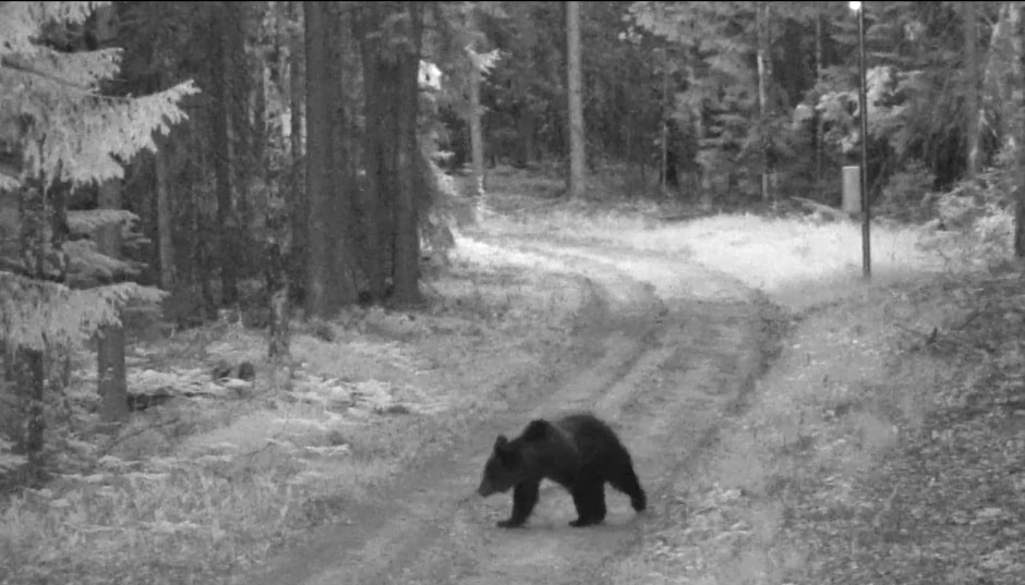 Медведь пересек границу.jpg