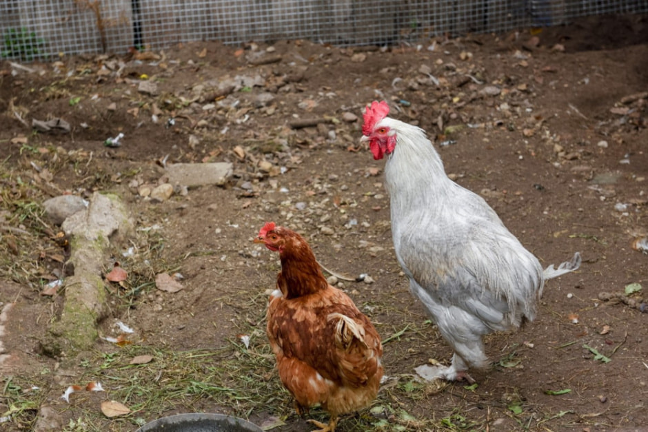 Бабушки Броня и Тэня из деревни Вигушки 7.jpg