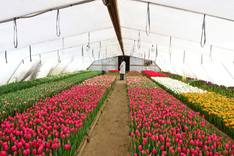 Как на Полесье выращивают тюльпаны 3.jpg