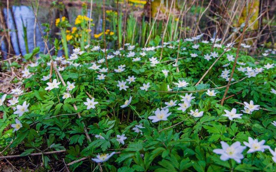 подснежники март таборко .jpg