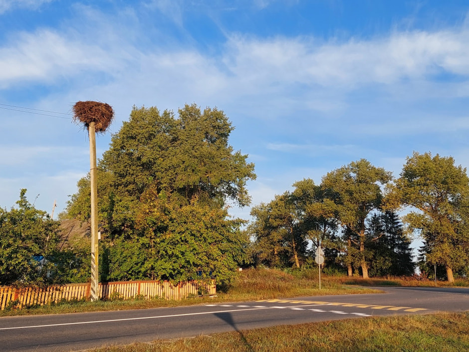 Аист Буся-2 3.jpg