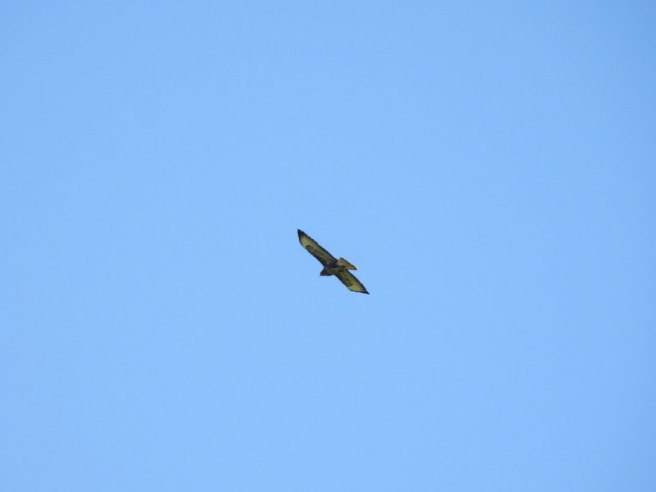 Наблюдаем за сусликами 23.jpg