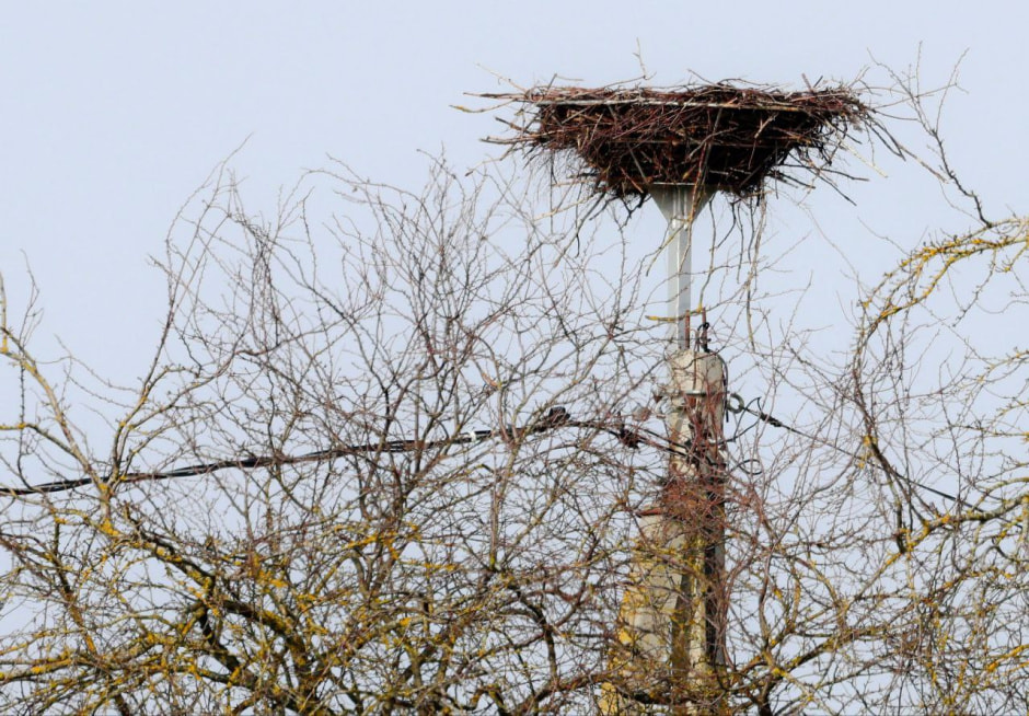 Инна Шкурко платформа_2.jpg