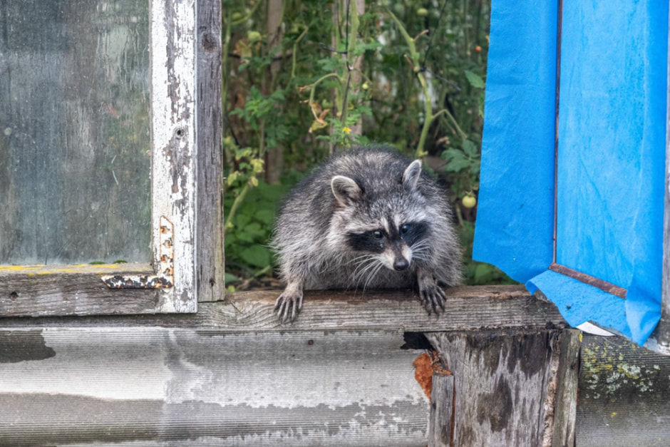 Минчанин переехал на остров в деревню 13.jpg