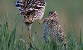 Подведены итоги народного голосования за “Приз зрительских симпатий” фотоконкурса “Дикая природа Беларуси 2025”. Кто победил в этой номинации?