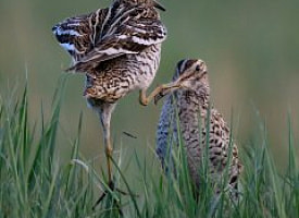 Подведены итоги народного голосования за “Приз зрительских симпатий” фотоконкурса “Дикая природа Беларуси 2025”