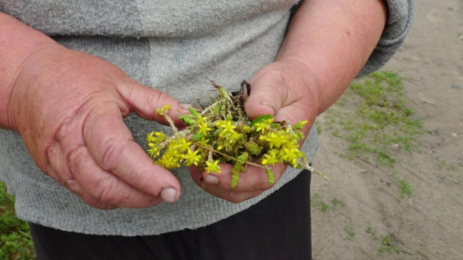 Траволечение в Беларуси 3.jpg