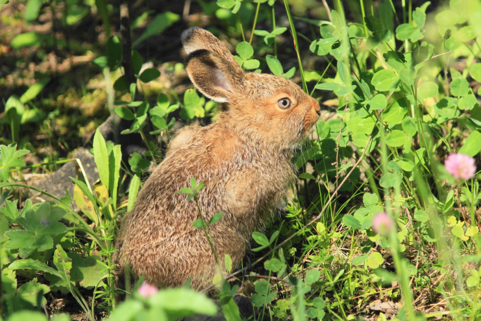 Заяц-беляк 10.png