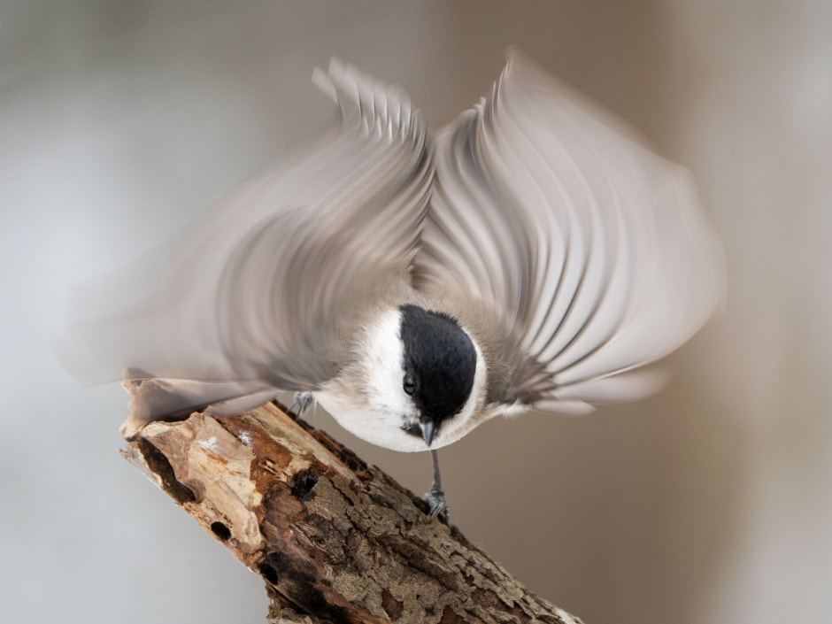 Павел Сацута_Зефирка.jpg