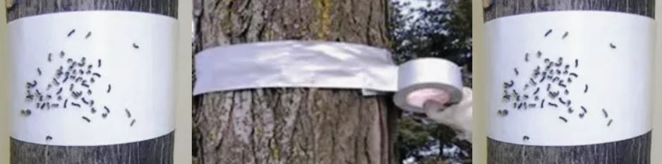 насекомые на дереве