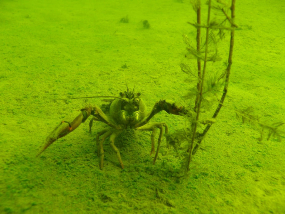 Белорусский дайвер и подводный фотограф 10.jpg