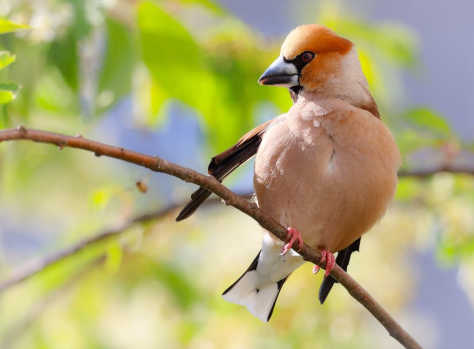 Зимние птицы в городе 8_Дубонос.jpg