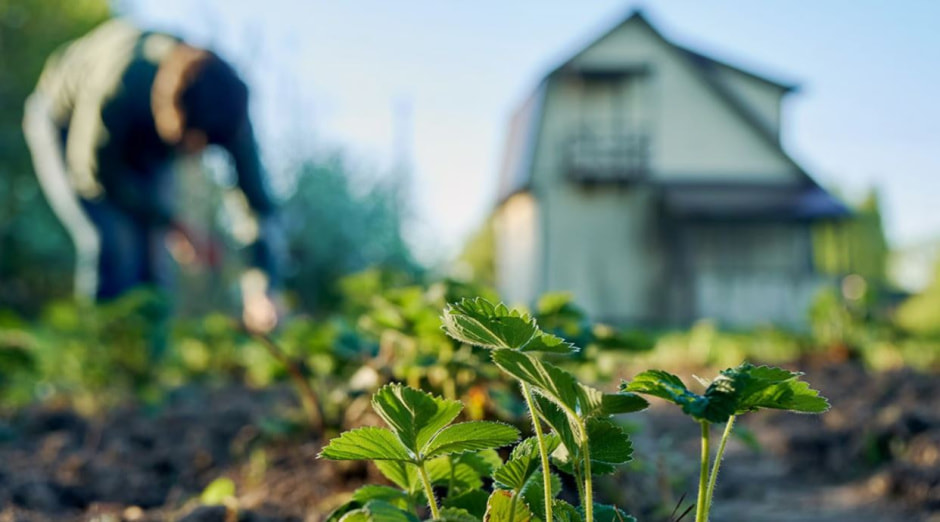 Посадки на даче
