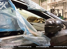 Енот-нелегал приплыл в Беларусь из США: необычного пассажира нашли гродненские таможенники