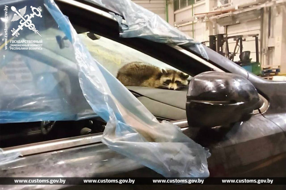 енот-нелегал