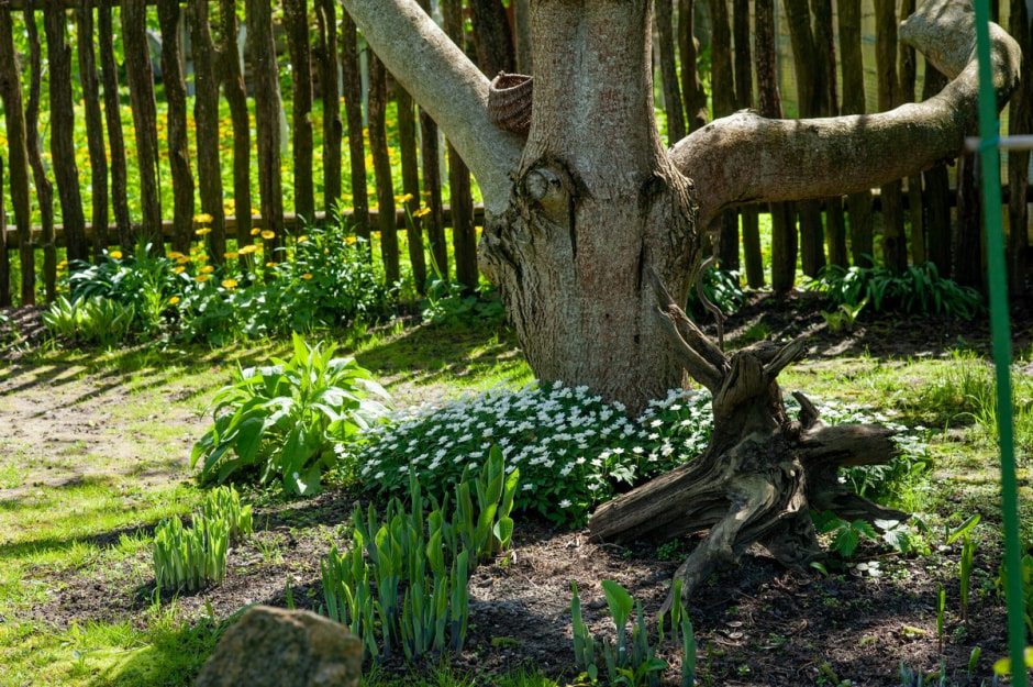 Семья Шокало и экзотический сад 30.jpg