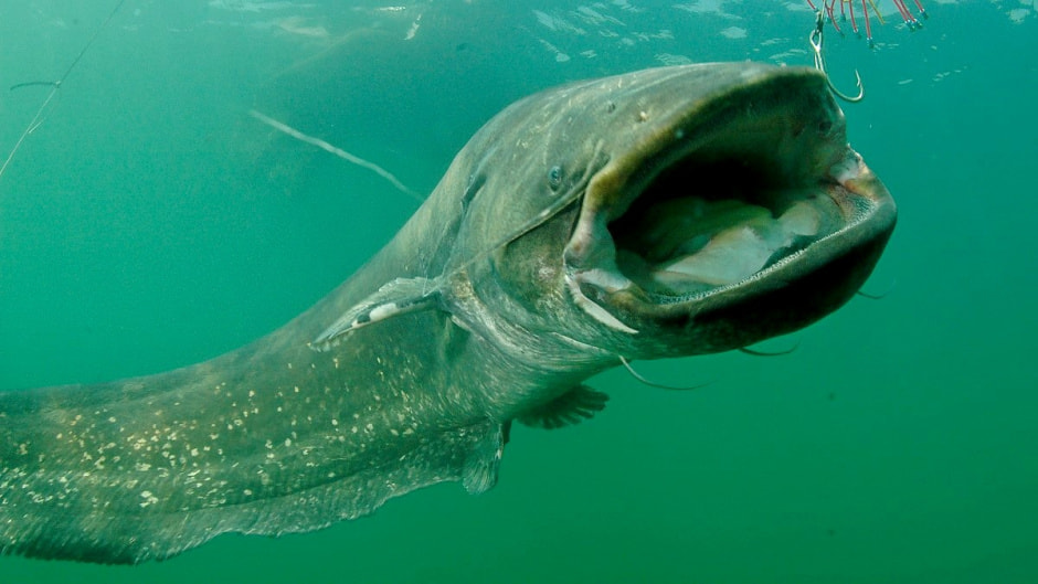 Сом в Беларуси 7.jpg