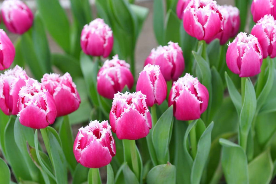 Как на Полесье выращивают тюльпаны 12.jpg