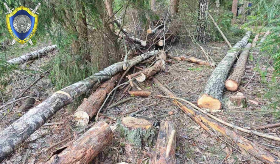 Поваленные деревья.jpg